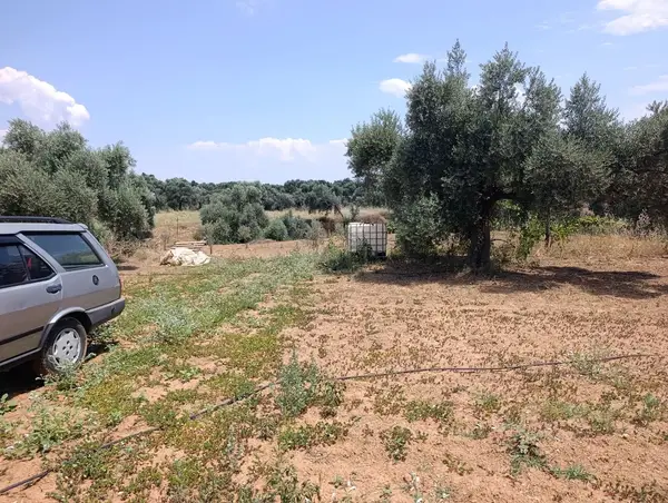 2.000m tamamı düz zeytin meyve bahçesi küçük görsel 7