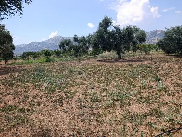 2.000m tamamı düz zeytin meyve bahçesi küçük görsel 8