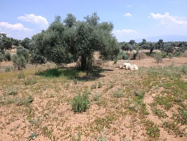 2.000m tamamı düz zeytin meyve bahçesi küçük görsel 9