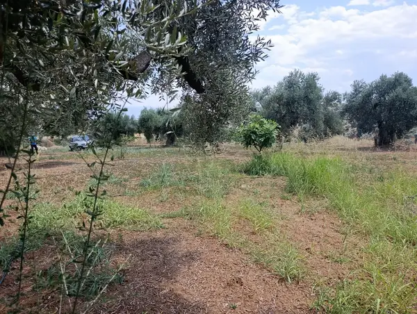 2.000m tamamı düz zeytin meyve bahçesi küçük görsel 10