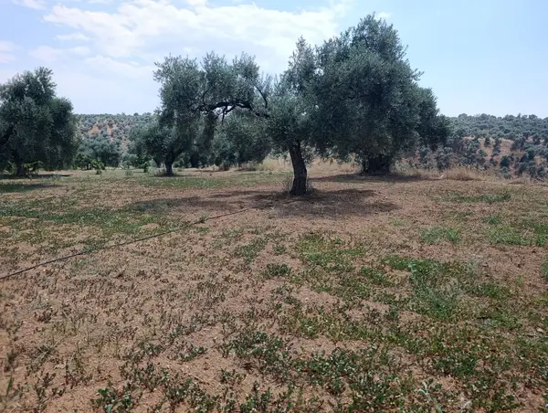 2.000m tamamı düz zeytin meyve bahçesi küçük görsel 11