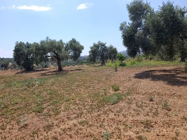 2.000m tamamı düz zeytin meyve bahçesi küçük görsel 12