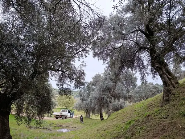 nazilli dallıca İsabeyli yerleşim yerlerine yakın zeytinlik küçük görsel 2