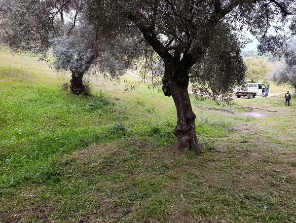 nazilli dallıca İsabeyli yerleşim yerlerine yakın zeytinlik küçük görsel 4