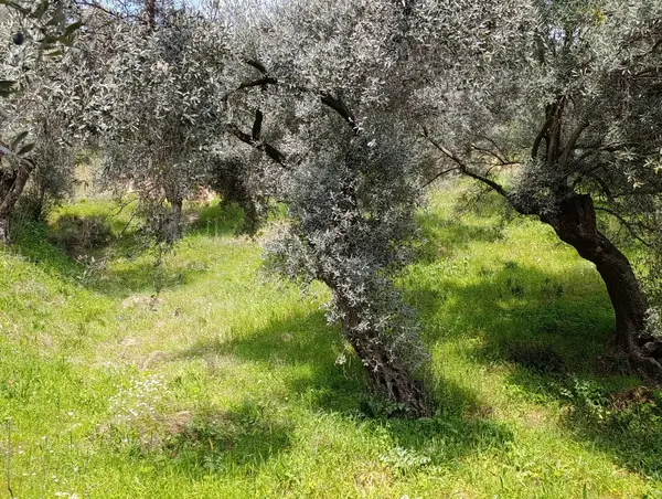 nazilli dallıca İsabeyli yerleşim yerlerine yakın zeytinlik küçük görsel 6