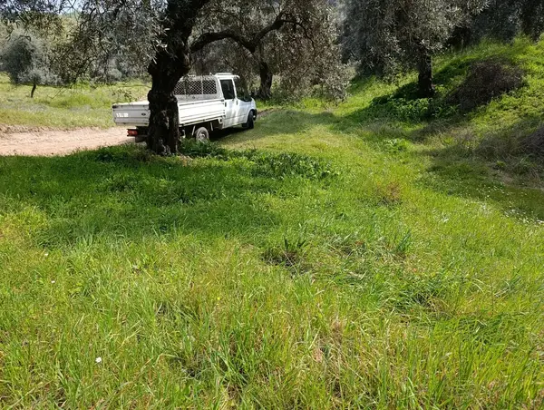 nazilli dallıca İsabeyli yerleşim yerlerine yakın zeytinlik küçük görsel 8
