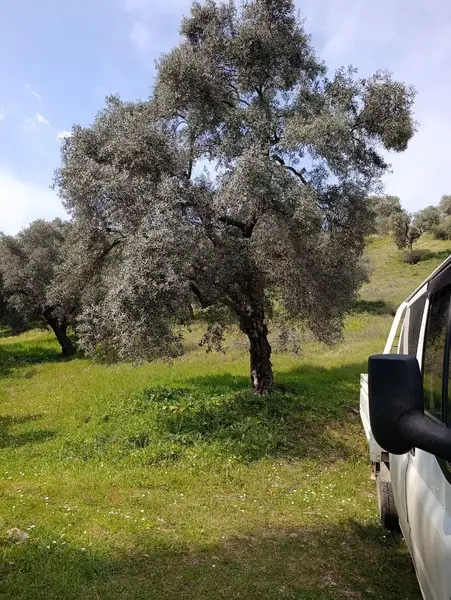 nazilli dallıca İsabeyli yerleşim yerlerine yakın zeytinlik küçük görsel 9