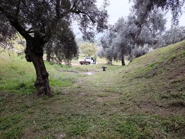 nazilli dallıca İsabeyli yerleşim yerlerine yakın zeytinlik küçük görsel 16