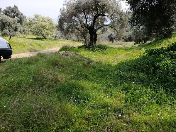 nazilli dallıca İsabeyli yerleşim yerlerine yakın zeytinlik küçük görsel 17
