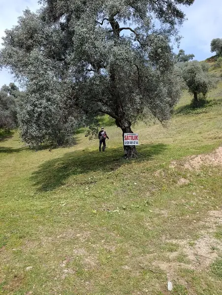 nazilli dallıca İsabeyli yerleşim yerlerine yakın zeytinlik küçük görsel 23