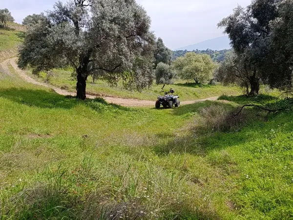 nazilli dallıca İsabeyli yerleşim yerlerine yakın zeytinlik küçük görsel 24