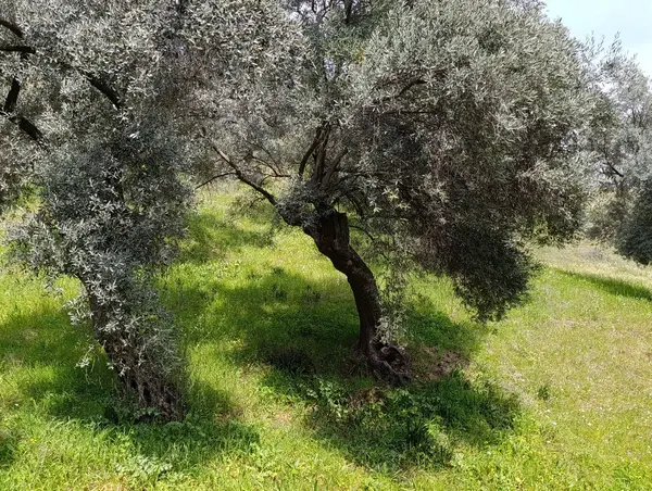 nazilli dallıca İsabeyli yerleşim yerlerine yakın zeytinlik küçük görsel 25